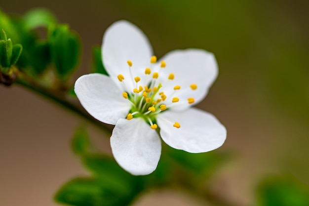 A spring Flowering branch against the blue sky backgrounds.