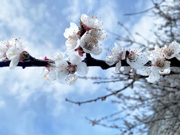 Spring flowering branch of apricots and apple trees