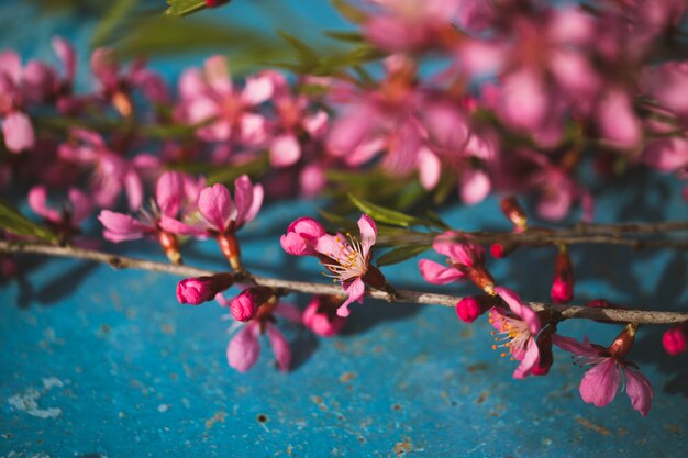 Spring flowering branches, pink flowers on a blue