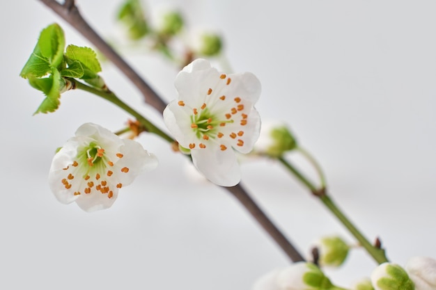 Spring flowering branches