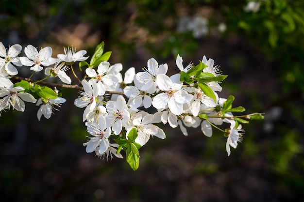 Spring flowering cherry, white flowers