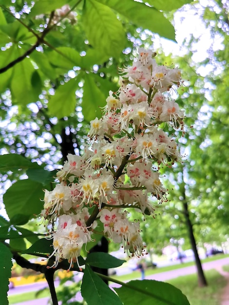 Spring flowering chestnut Summer and spring background