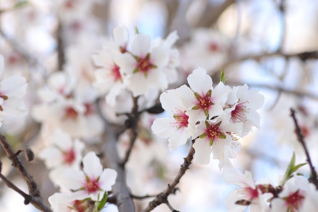 spring flowering of flowers on a tree white flowers wasps and bumblebees for a walk