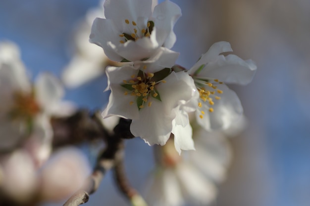 spring flowering of flowers on a tree white flowers