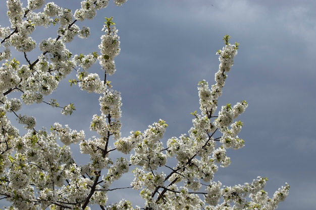 spring flowering of flowers on a tree white flowers