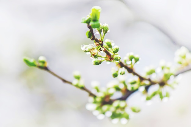 Spring flowering trees. Blooming garden. Selective focus