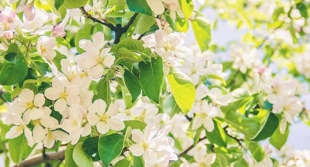 Spring flowering trees. Blooming garden. 