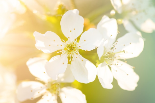 Spring flowering trees in the garden closeup photo Closeup of a flower