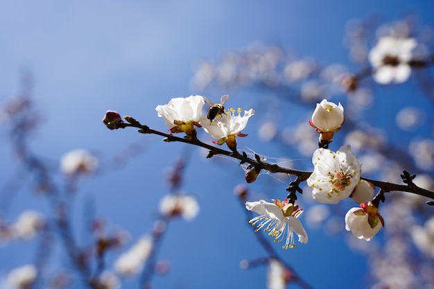 Spring flowering trees with white flowers in the garden against the blue sky.