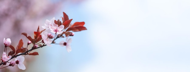 Spring flowering trees with white pink flowers in the garden against the blue sky Spring background