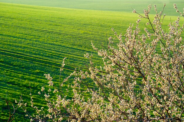 Photo spring flowering willow branches on a background of winter wheat on a green field of winter crops, spring mood background