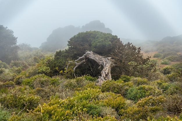 Spring flowers along the Sabinar trees twisted by the wind in El Hierro with fog Canary Islands