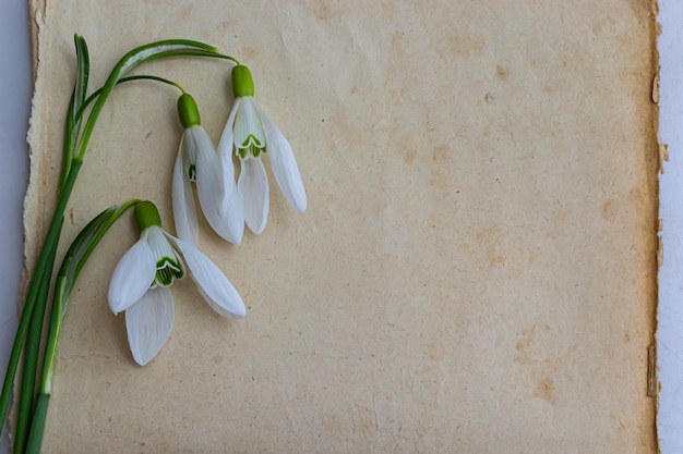 Spring flowers are snowdrops and paper for text background Copy space