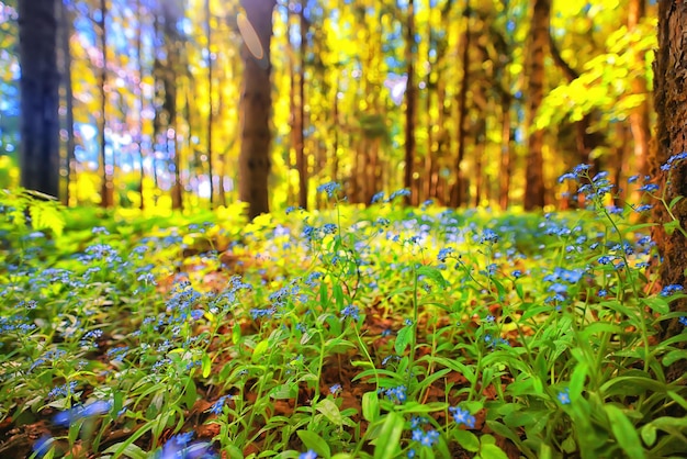 spring flowers background nature wild small abstract