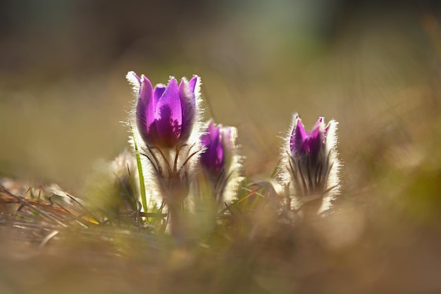 Spring flowers Beautifully blossoming pasque flower and sun with a natural colored background Pulsatilla grandis