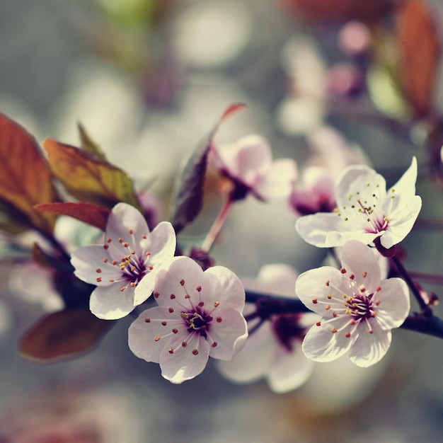 Spring flowers Beautifully blossoming tree branch Cherry Sakura and sun with a natural colored background