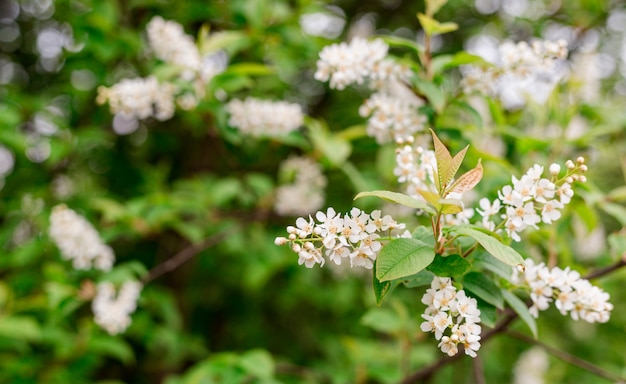 Spring flowers, bird cherry. Flowering Prunus Avium Tree with White Little Blossoms, bright nature