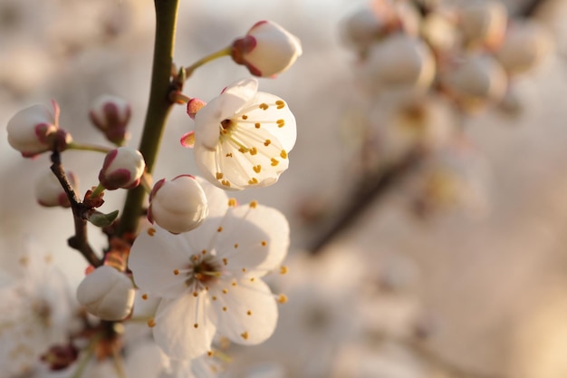 Spring flowers on a blooming cherry tree during sunrise