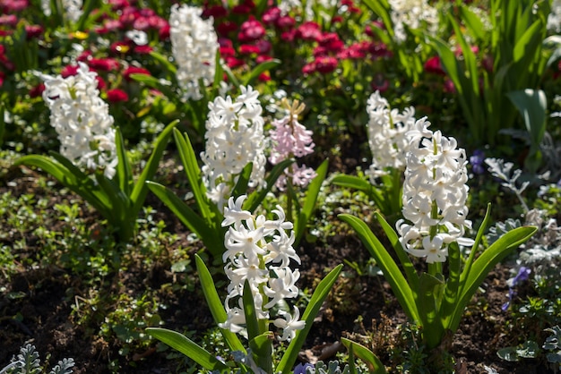 Spring flowers blooming in a flowerbed in East Grinstead