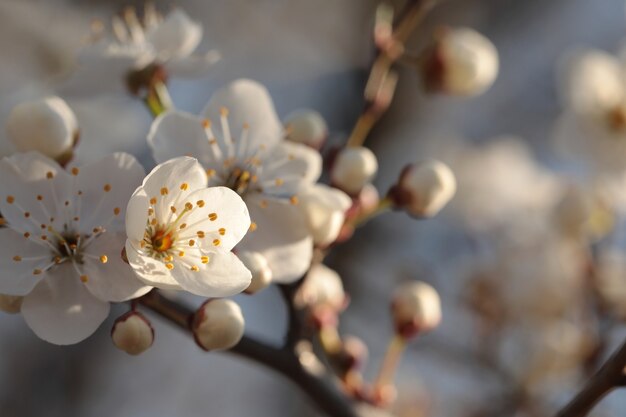 Spring flowers blooming on a tree at dawn