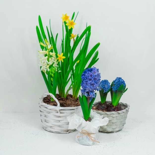 Spring flowers blue hyacinths and yellow daffodils in a white basket against a white wall background