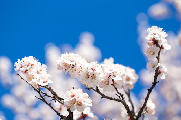 Spring flowers branches of flowering apricot against the blue sky.