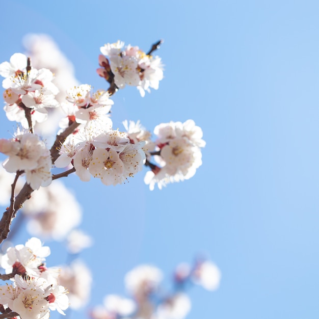 Spring flowers branches of flowering apricot against the blue sky.