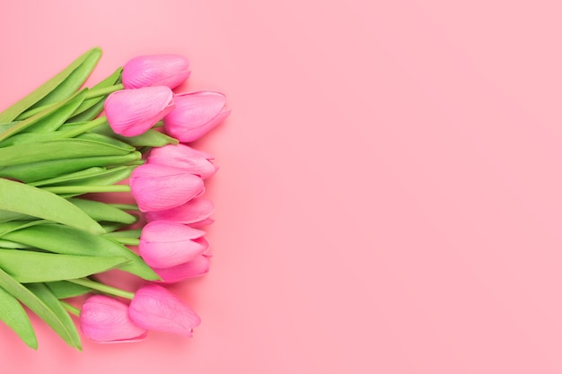 Spring flowers bunch of pink tulips on the pink