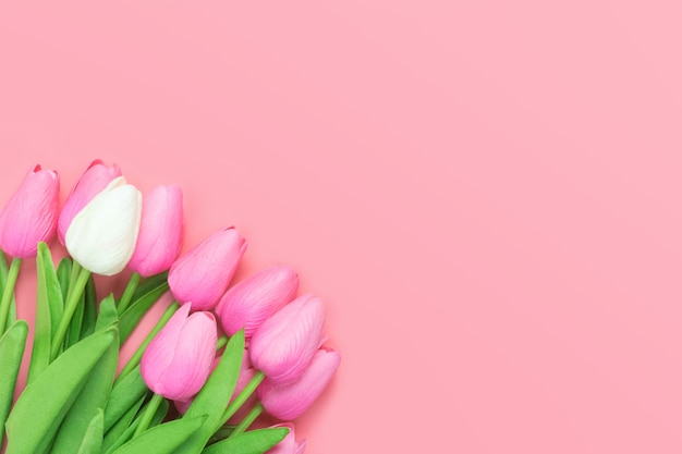 Spring flowers bunch of pink and white tulips on the pink