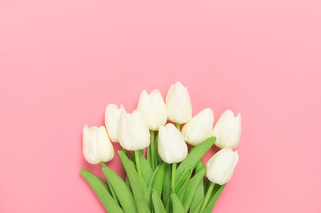 Spring flowers bunch of white tulips on the pink