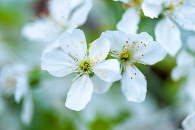 Spring flowers of cherry fruit trees Spring time with cherry blossoms