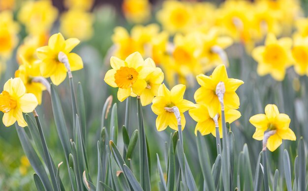 Spring flowers close up of narcissus flowers blooming in garden nature concept