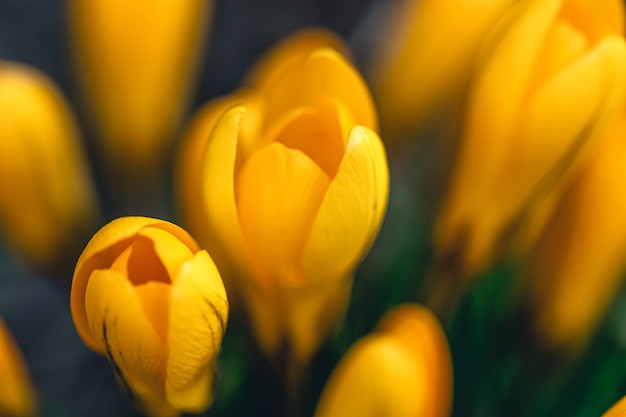 Spring flowers crocuses closeup in the garden