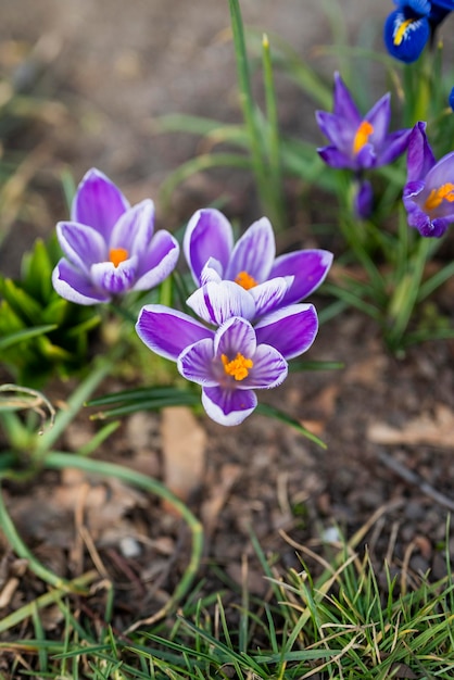 spring flowers crocuses purple with a park on the grass