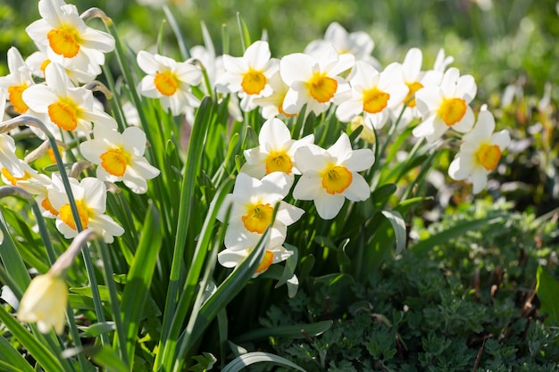 spring flowers daffodils blossomed in garden white narcissus flowering