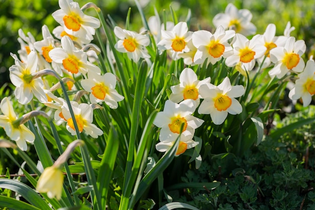 spring flowers daffodils blossomed in garden white narcissus flowering