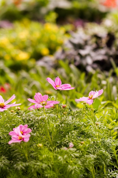 Spring flowers on display at local nursery.