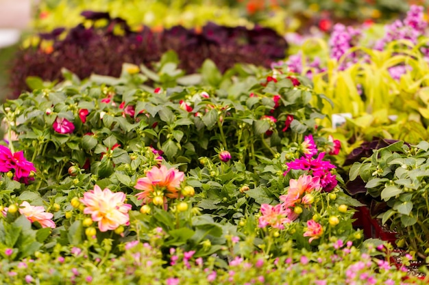 Photo spring flowers on display at local nursery.