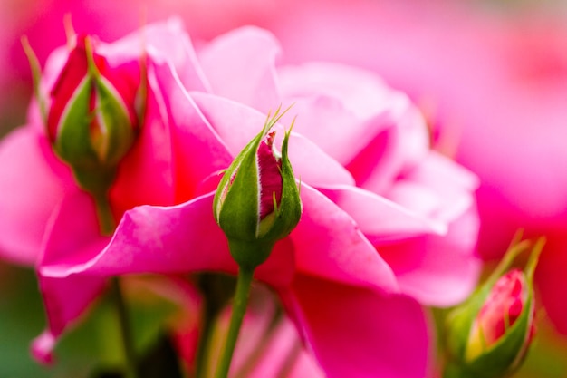 Spring flowers on display at local nursery.