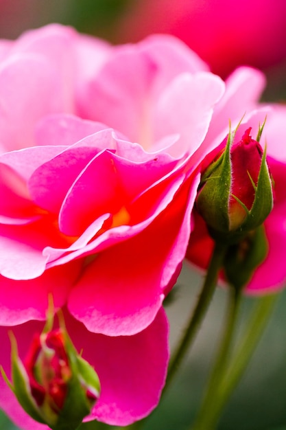 Spring flowers on display at local nursery.