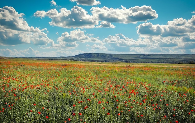 Spring flowers in field Beautiful landscape Composition of nature