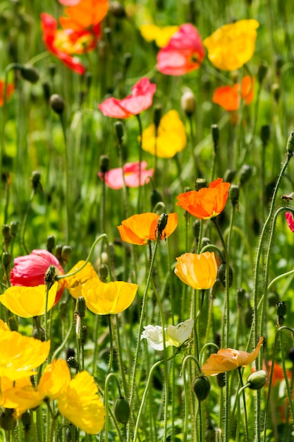 Spring flowers in the field