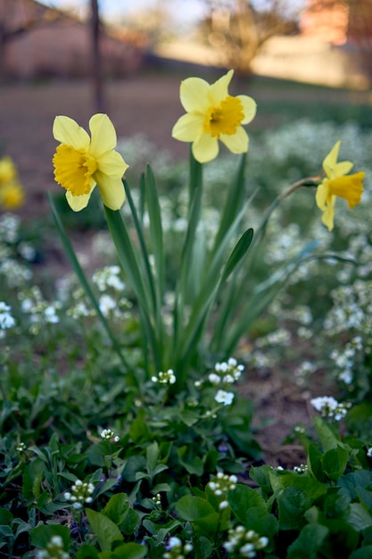 Photo spring flowers on the flowerbed daffodils