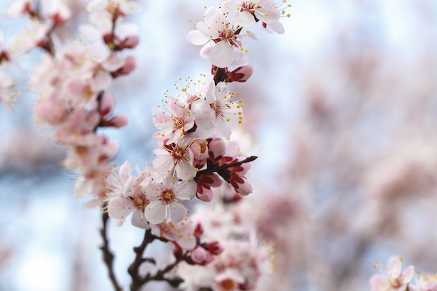 Spring flowers. Flowering apricot trees outdoors. Beautiful banner of natural