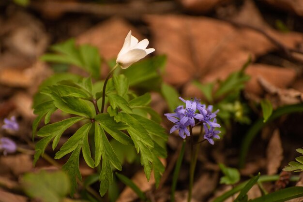 spring flowers in the forest