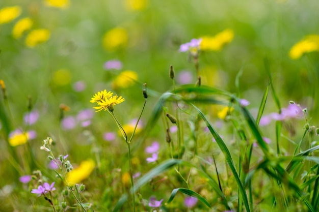 Spring flowers in the garden 