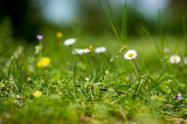 Spring flowers in the garden 