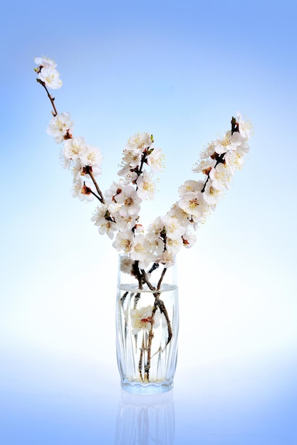 Spring flowers in a glass of water