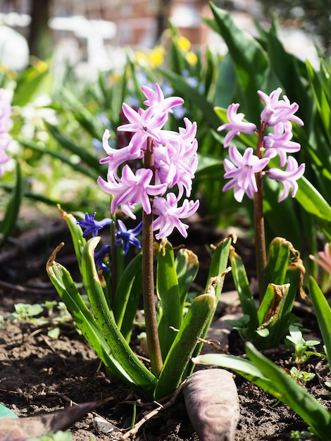 Spring flowers hyacinths, the first flowers after winter, postcard.