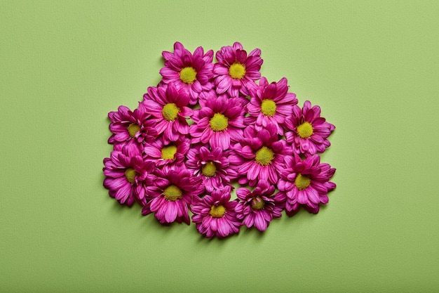 Spring flowers inflorescence Pink gerbera flowers on green wall background top view flat lay